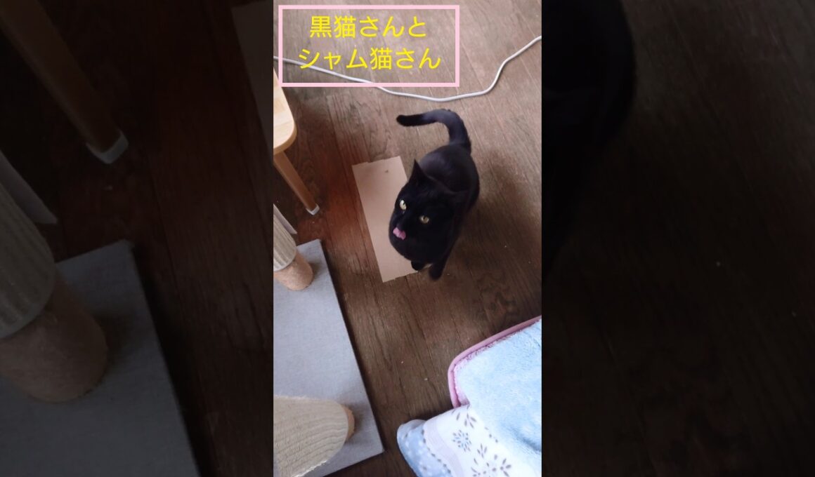 黒猫とシャム猫🐾#ねこ #猫 #cat #Shorts