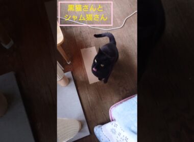 黒猫とシャム猫🐾#ねこ #猫 #cat #Shorts