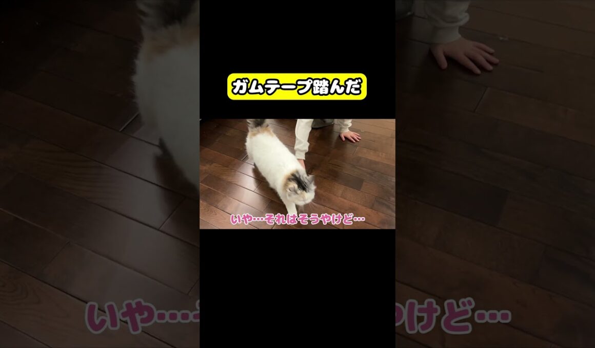 ガムテープ踏んだ　#猫 #おもしろ #アテレコ #ニャンチューバーつくし