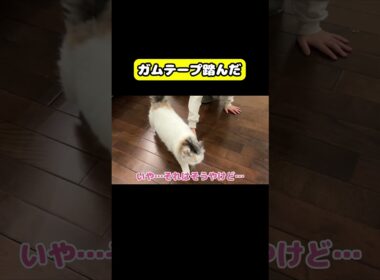 ガムテープ踏んだ　#猫 #おもしろ #アテレコ #ニャンチューバーつくし