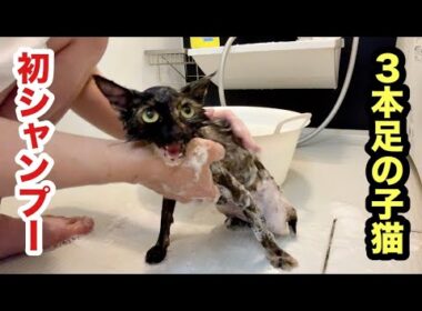 初めてシャンプーした３本足の子猫がガリガリすぎた