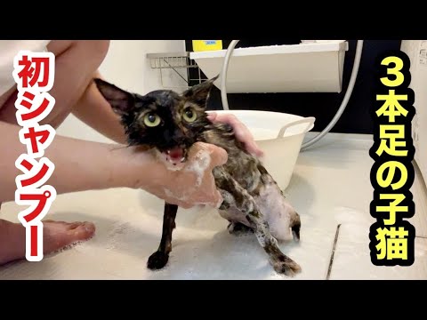初めてシャンプーした３本足の子猫がガリガリすぎた