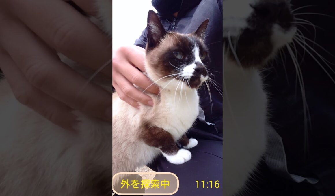 シャム猫さんと探索🐾#猫 #ねこ #cat #Shorts