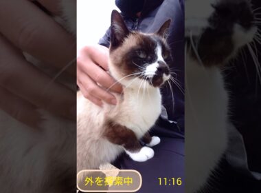 シャム猫さんと探索🐾#猫 #ねこ #cat #Shorts