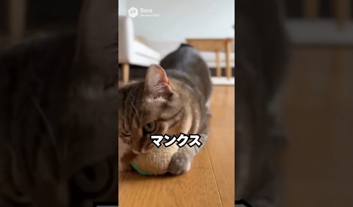 見た目は猫。でも行動は犬みたい…マンクス｜猫の雑学 #shorts #猫のいる暮らし #猫の雑学 #cat #猫のいる生活