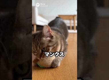 見た目は猫。でも行動は犬みたい…マンクス｜猫の雑学 #shorts #猫のいる暮らし #猫の雑学 #cat #猫のいる生活