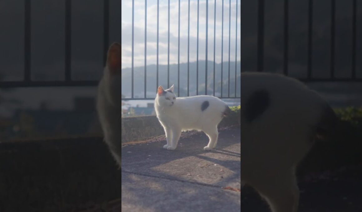 桜！春！日本猫！ #伊豆 #保護猫 #熱海 #野良猫 #猫のいる暮らし  #ジャパニーズ・ボブテイル #相模灘 #癒し