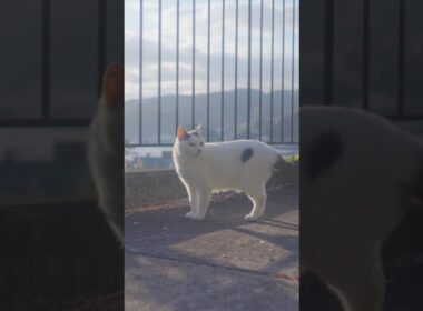 桜！春！日本猫！ #伊豆 #保護猫 #熱海 #野良猫 #猫のいる暮らし  #ジャパニーズ・ボブテイル #相模灘 #癒し