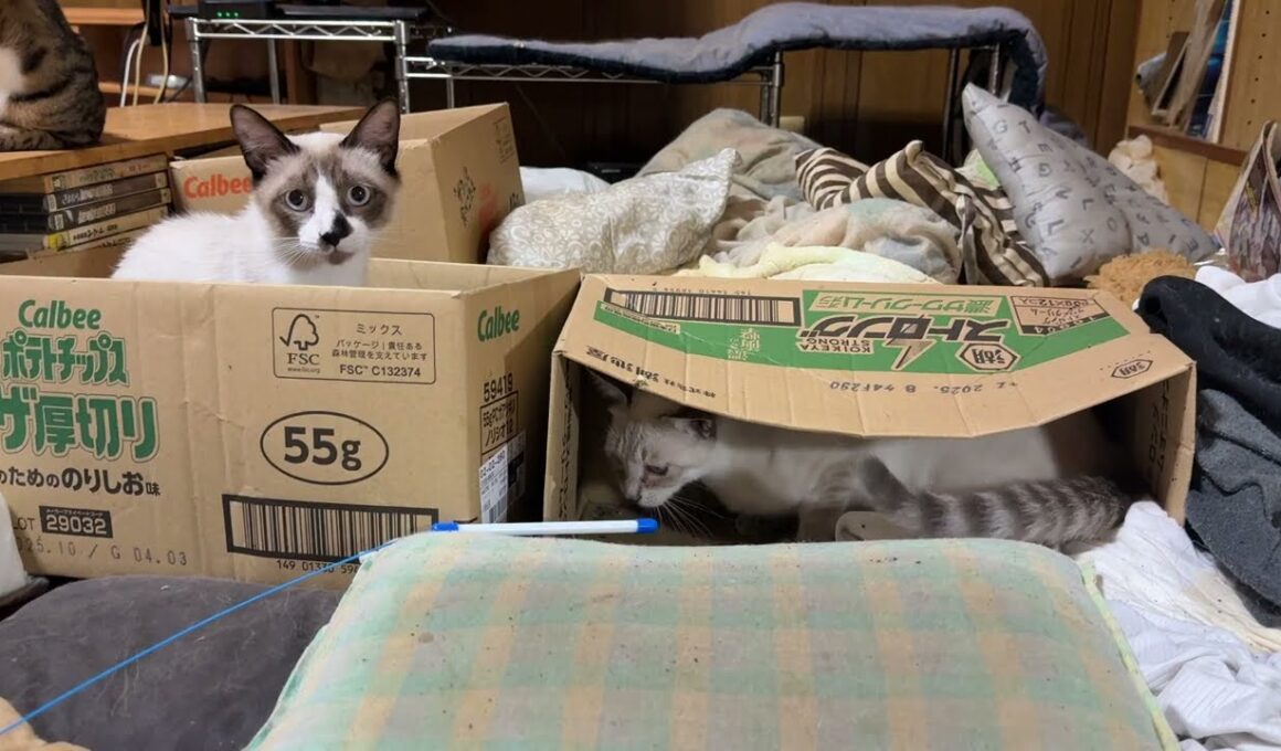 シャム猫のパンダ「黒猫の黒夢に、じゃれてたネコジャラシを取り返しに行くシャム雫。黒夢と綱引き大会にｗ」　ルル