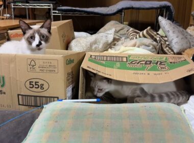 シャム猫のパンダ「黒猫の黒夢に、じゃれてたネコジャラシを取り返しに行くシャム雫。黒夢と綱引き大会にｗ」　ルル