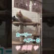 飼いやすさトップレベルの新猫種スクーカム ！マンチカンとラパーマのミックス ！【しずくん動画ショート】特別子猫編⑮ #shorts #ミックス猫