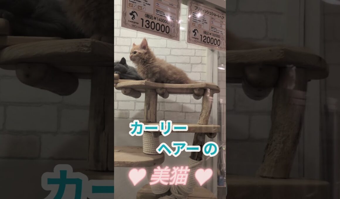 飼いやすさトップレベルの新猫種スクーカム ！マンチカンとラパーマのミックス ！【しずくん動画ショート】特別子猫編⑮ #shorts #ミックス猫