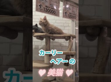 飼いやすさトップレベルの新猫種スクーカム ！マンチカンとラパーマのミックス ！【しずくん動画ショート】特別子猫編⑮ #shorts #ミックス猫