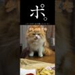 ーポテトのつまみ食いについてー🐱#ショート