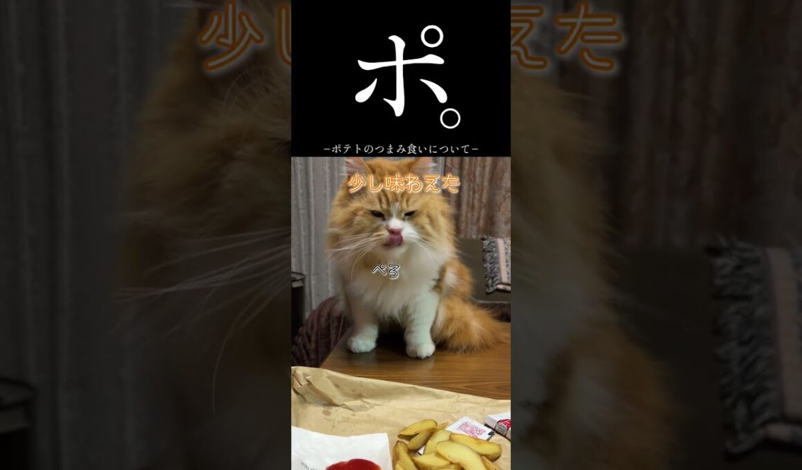 ーポテトのつまみ食いについてー🐱#ショート