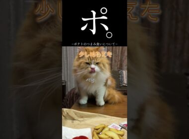 ーポテトのつまみ食いについてー🐱#ショート