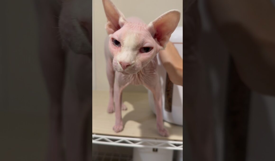 撫でて欲しくて鳴く猫アレクサンドラ【スフィンクス】