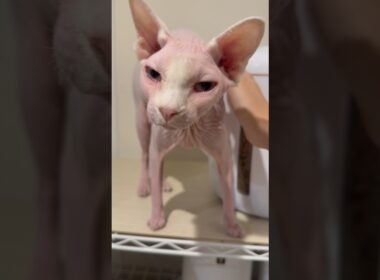 撫でて欲しくて鳴く猫アレクサンドラ【スフィンクス】