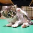 ミルクが冷めるまで待てない赤ちゃん子猫が、カワイイ鳴き声で急かしてくる？【赤ちゃん猫　保護猫】