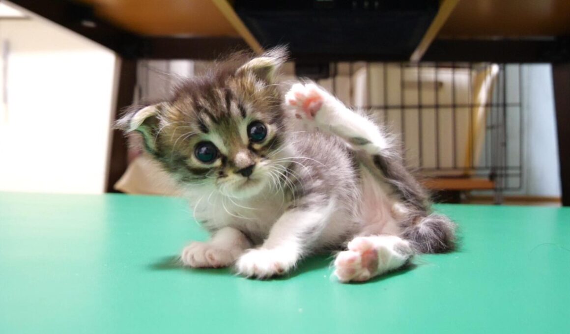 ミルクが冷めるまで待てない赤ちゃん子猫が、カワイイ鳴き声で急かしてくる？【赤ちゃん猫　保護猫】