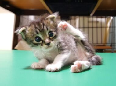 ミルクが冷めるまで待てない赤ちゃん子猫が、カワイイ鳴き声で急かしてくる？【赤ちゃん猫　保護猫】