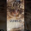 強そうなのに…家ではずっとあとについてくる猫😽サイベリアン｜猫の雑学 #shorts #猫のいる暮らし #猫の雑学 #cat #猫好きさんと繋がりたい
