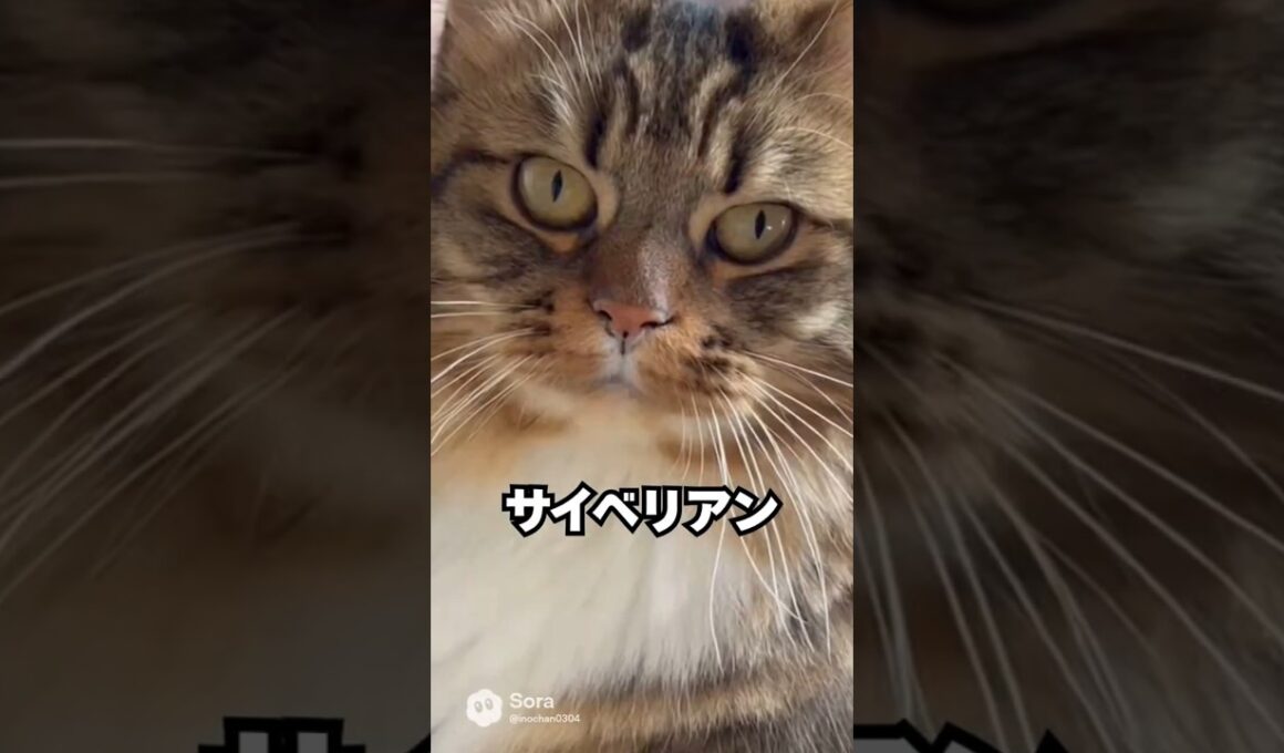 強そうなのに…家ではずっとあとについてくる猫😽サイベリアン｜猫の雑学 #shorts #猫のいる暮らし #猫の雑学 #cat #猫好きさんと繋がりたい