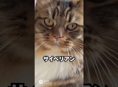 強そうなのに…家ではずっとあとについてくる猫😽サイベリアン｜猫の雑学 #shorts #猫のいる暮らし #猫の雑学 #cat #猫好きさんと繋がりたい