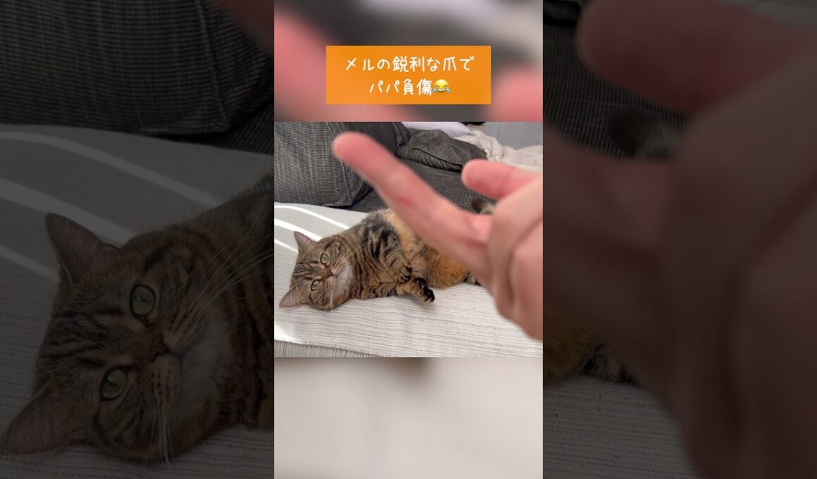 愛猫を愛でてただけなのに…