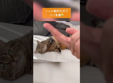 愛猫を愛でてただけなのに…