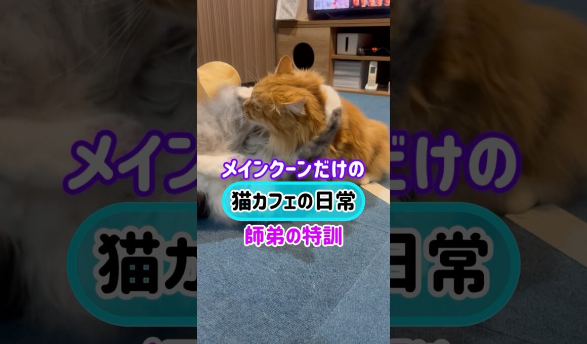 20260409メインクーンだけの【猫カフェの日常】#ニャンプロ #cat #cooncat #mainecat #もふもふ
