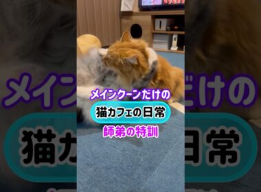 20260409メインクーンだけの【猫カフェの日常】#ニャンプロ #cat #cooncat #mainecat #もふもふ