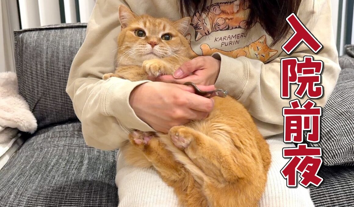 ママが入院するので愛猫と最後の夜を過ごします