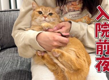 ママが入院するので愛猫と最後の夜を過ごします