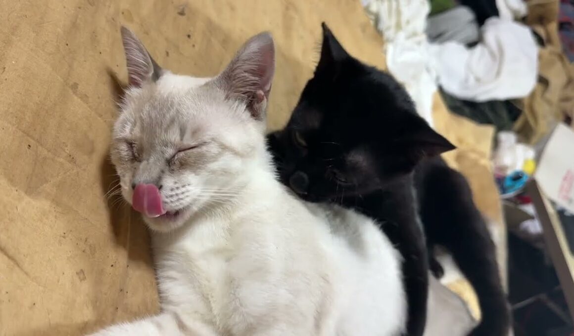 眠いシャム雫の首を噛みながら、ちょっかいを出す黒猫の黒夢。雫、かわいく鳴きまくる