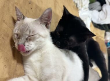 眠いシャム雫の首を噛みながら、ちょっかいを出す黒猫の黒夢。雫、かわいく鳴きまくる