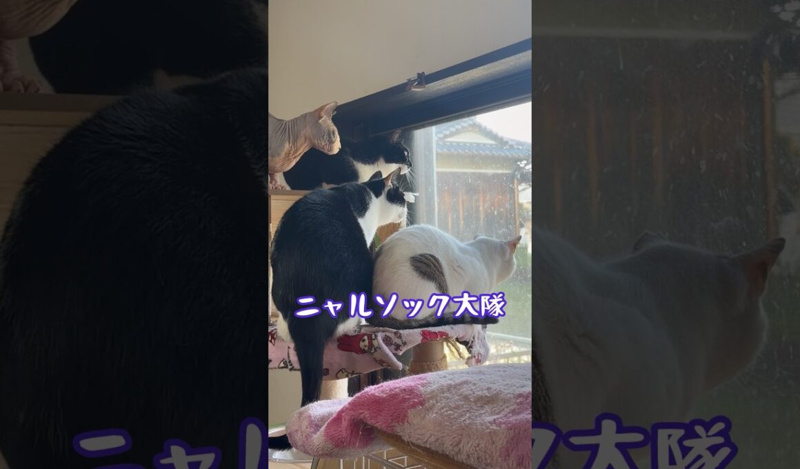 スフィンクス猫チャイもニャルソック👍#shorts #cat #猫 #猫のいる暮らし #sphynx