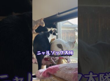 スフィンクス猫チャイもニャルソック👍#shorts #cat #猫 #猫のいる暮らし #sphynx