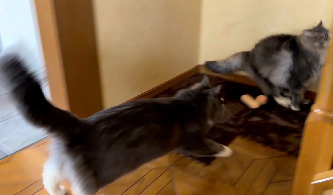 【活発🔥】今日も元気に駆け回る！！！ノルウェージャンフォレストキャットとターキッシュアンゴラ