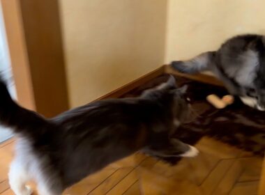 【活発🔥】今日も元気に駆け回る！！！ノルウェージャンフォレストキャットとターキッシュアンゴラ