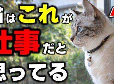 猫が本気でやってる10の“仕事”、実はこんな理由があった