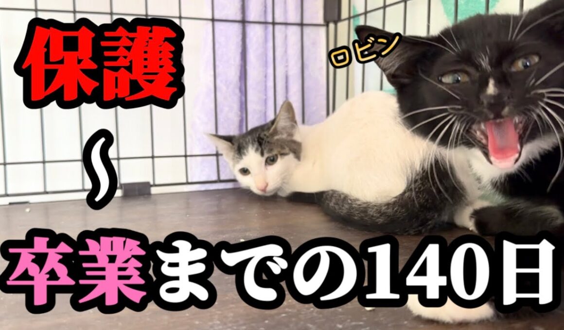 シャーシャーから甘えん坊に豹変した野良子猫が巣立ちます【ずっとのお家】