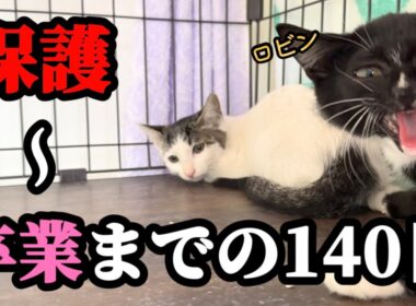 シャーシャーから甘えん坊に豹変した野良子猫が巣立ちます【ずっとのお家】