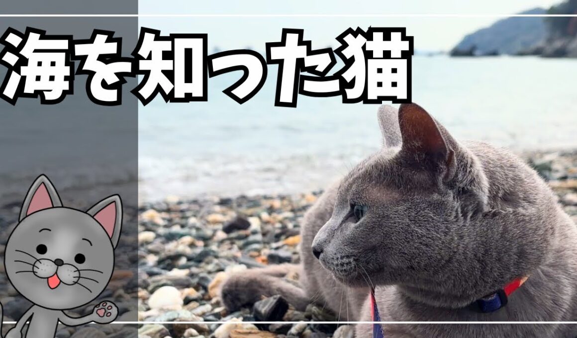猫は海を見て何を感じるのか|５歳になった愛猫の春の散歩