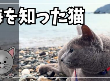 猫は海を見て何を感じるのか|５歳になった愛猫の春の散歩