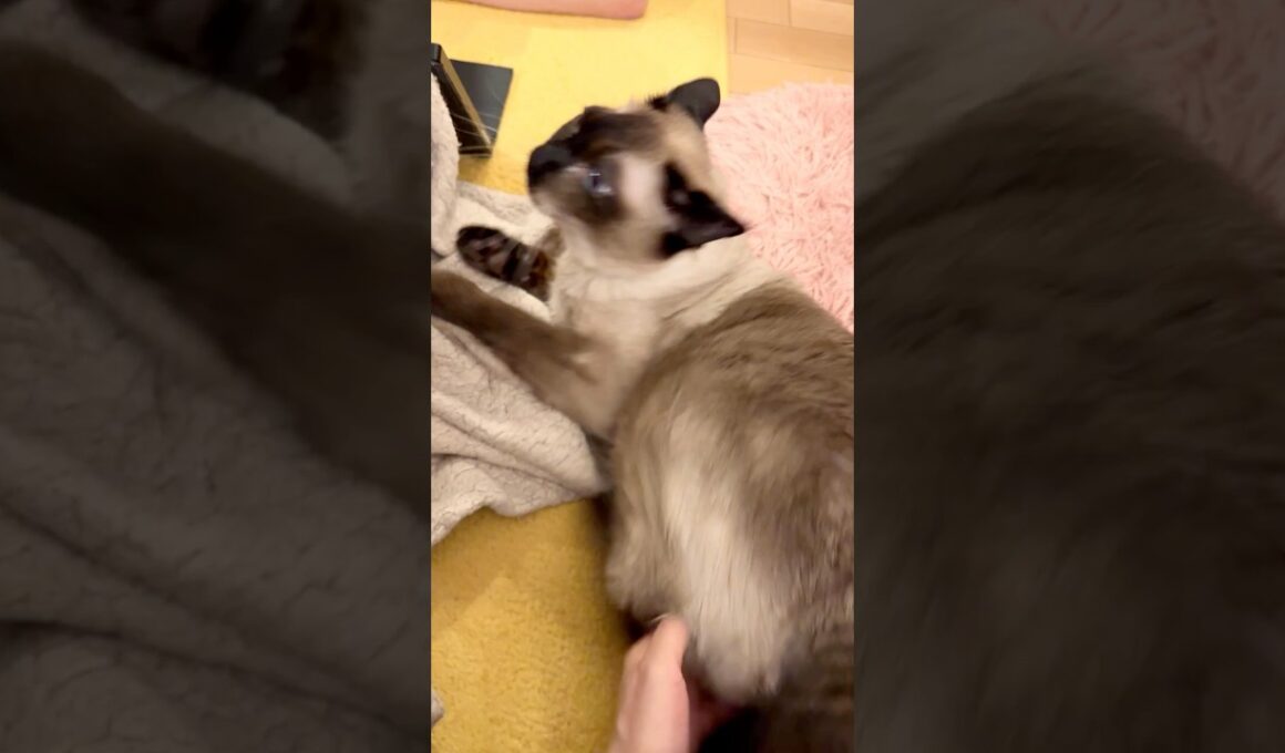 人間にお腹をナデナデされてとても困惑しているたぬき猫なのにゃ♪ #cat #トンキニーズ#たぬき猫#tonkinese