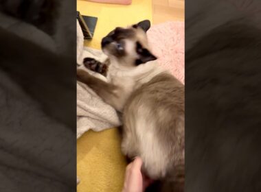 人間にお腹をナデナデされてとても困惑しているたぬき猫なのにゃ♪ #cat #トンキニーズ#たぬき猫#tonkinese