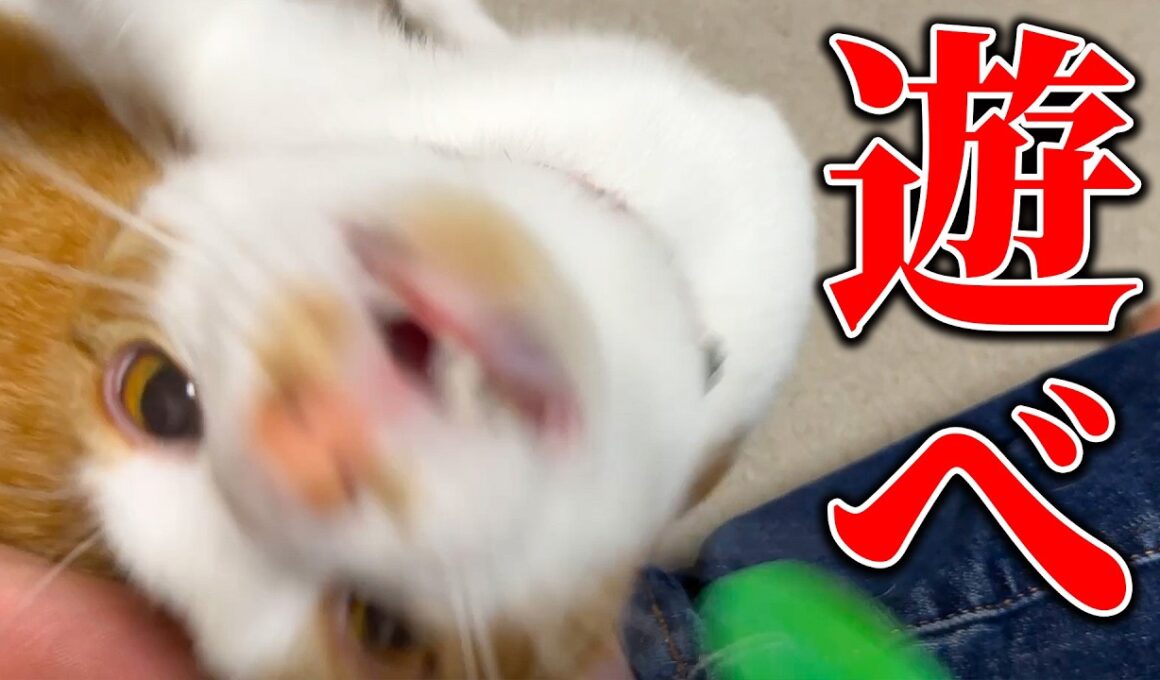 実は猫たちと全く遊べてない日々を送っていました。