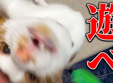 実は猫たちと全く遊べてない日々を送っていました。