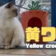 バーマン猫ラフ【黄ワニ】Yellow crocodile（バーマン猫）Birman/Cat